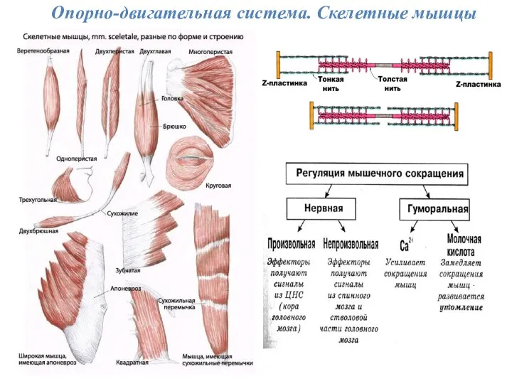 Опорно-двигательная система. Скелетные мышцы