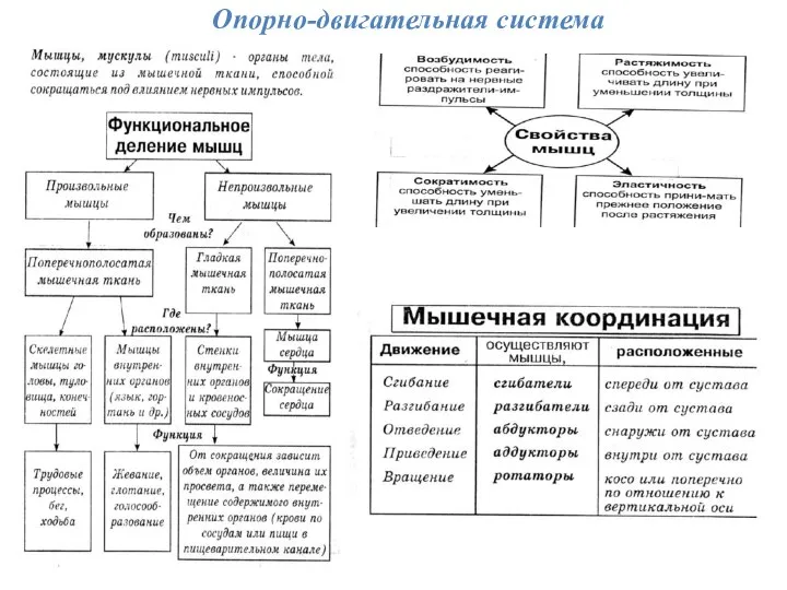 Опорно-двигательная система