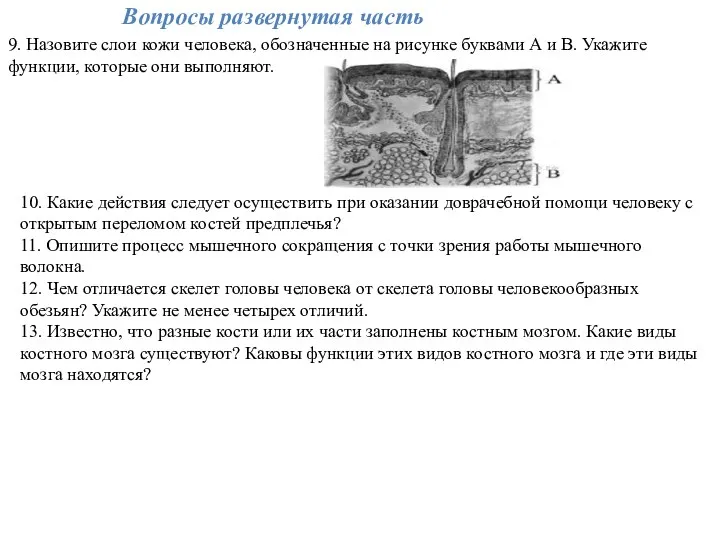 9. Назовите слои кожи человека, обозначенные на рисунке буквами А и В.