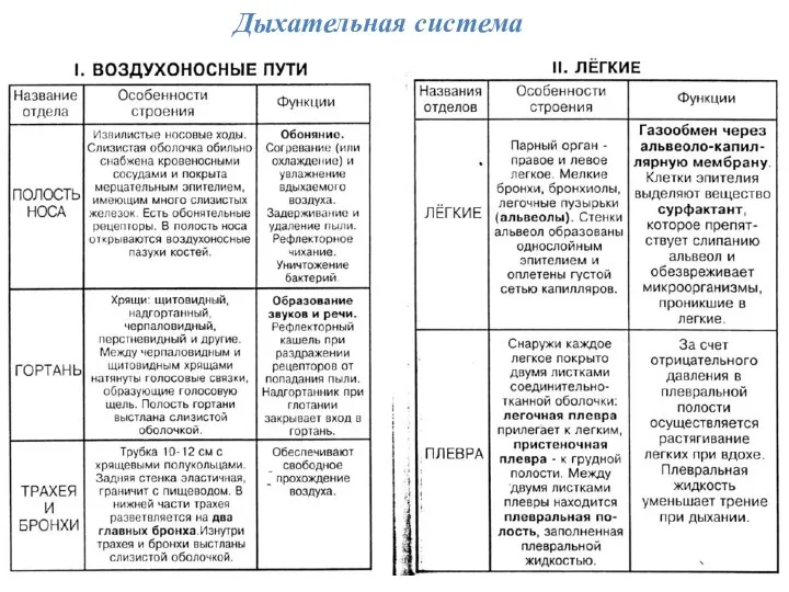 Дыхательная система