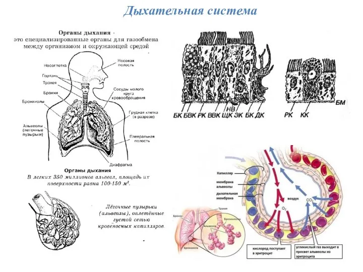 Дыхательная система