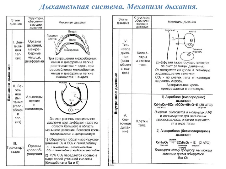 Дыхательная система. Механизм дыхания.