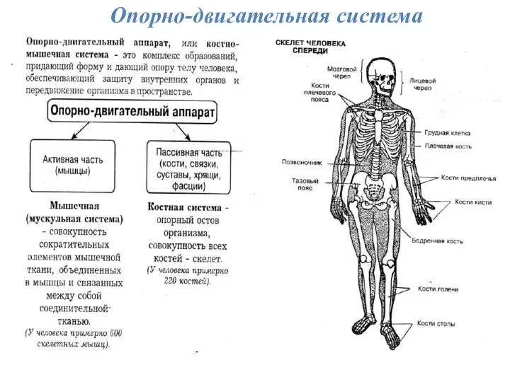 Опорно-двигательная система