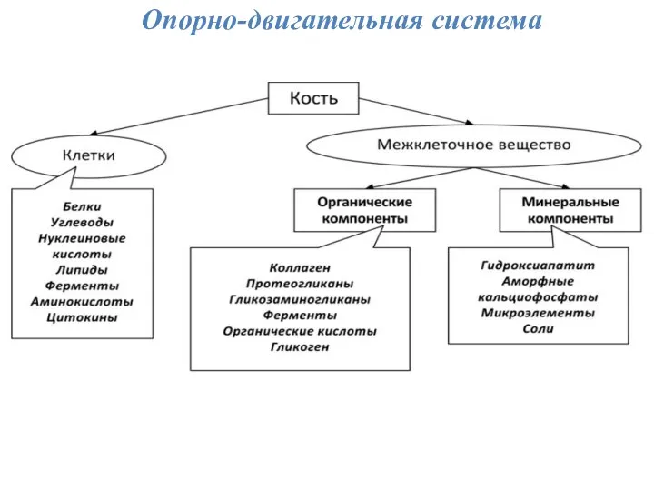 Опорно-двигательная система