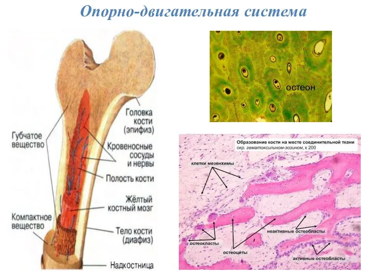 Опорно-двигательная система остеон