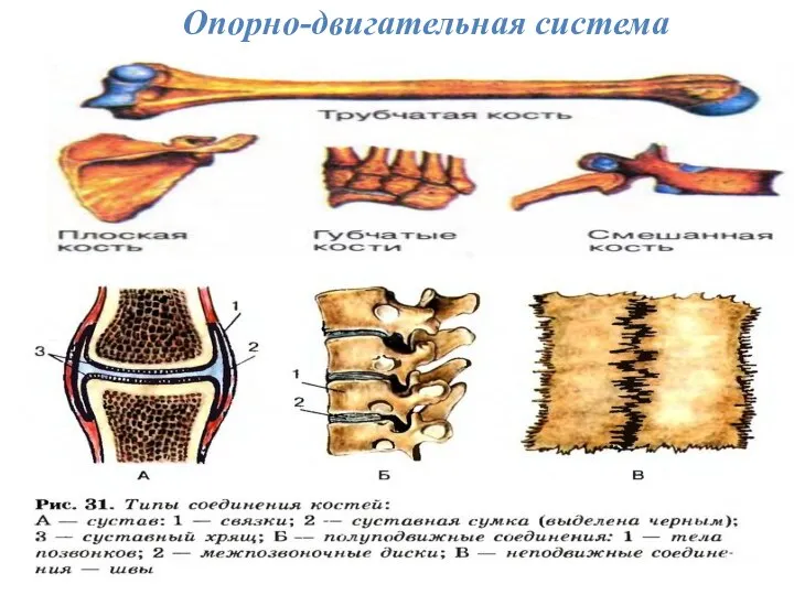 Опорно-двигательная система