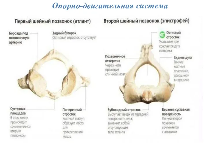 Опорно-двигательная система