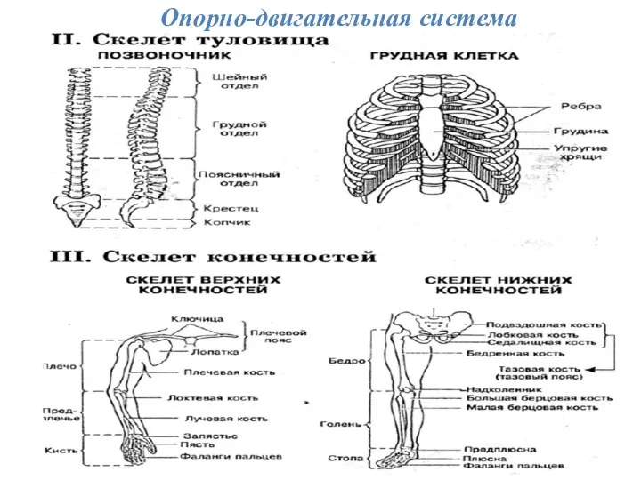 Опорно-двигательная система