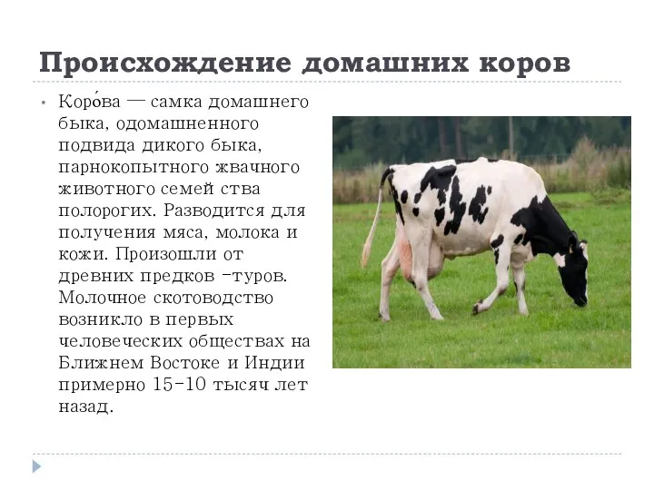 Происхождение домашних коров Коро́ва — самка домашнего быка, одомашненного подвида дикого быка,