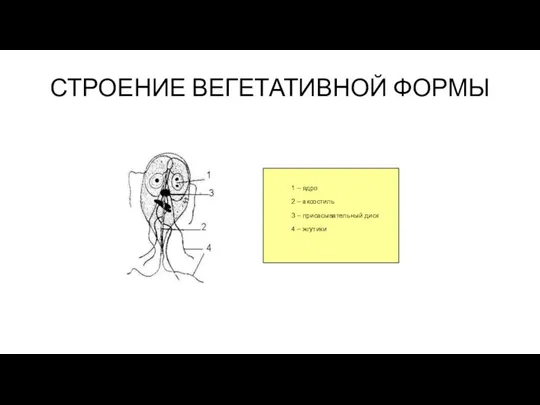 СТРОЕНИЕ ВЕГЕТАТИВНОЙ ФОРМЫ 1 – ядро 2 – аксостиль 3 – присасывательный диск 4 – жгутики