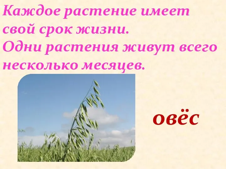 овёс Каждое растение имеет свой срок жизни. Одни растения живут всего несколько месяцев.