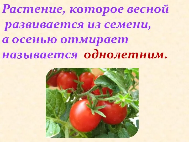 Растение, которое весной развивается из семени, а осенью отмирает называется однолетним.