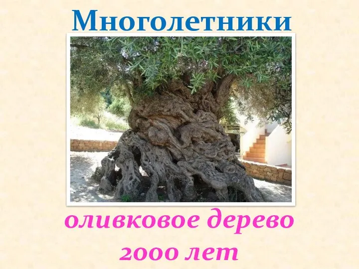 оливковое дерево 2оо0 лет Многолетники
