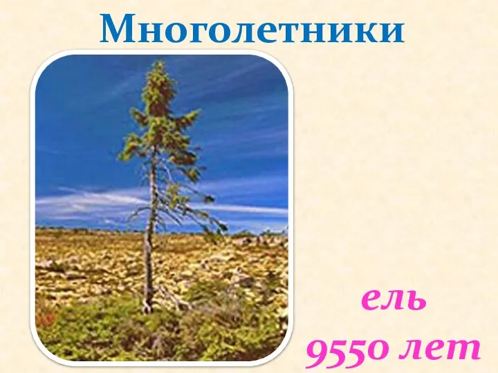 ель 9550 лет Многолетники