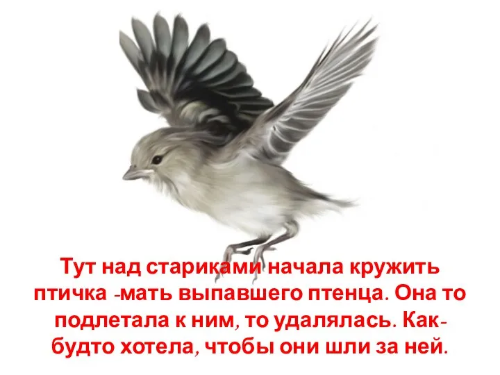 Тут над стариками начала кружить птичка -мать выпавшего птенца. Она то подлетала