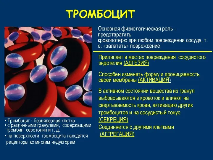 ТРОМБОЦИТ В активном состоянии вещества из гранул выбрасываются в кровоток и влияют