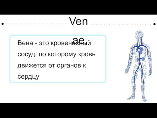 Venae Вена - это кровеносный сосуд, по которому кровь движется от органов к сердцу