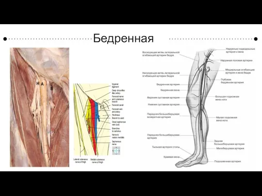 Бедренная вена