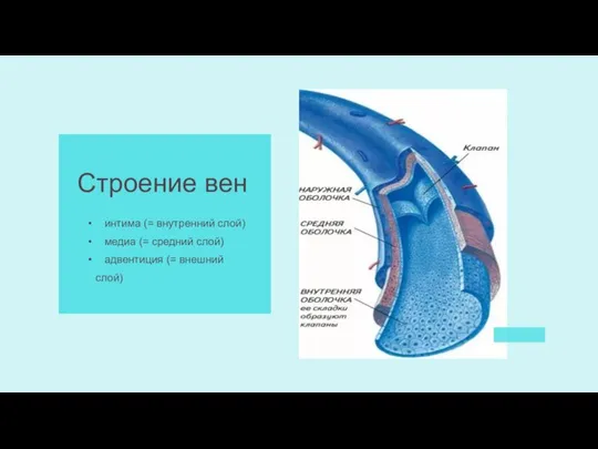 Строение вен интима (= внутренний слой) медиа (= средний слой) адвентиция (= внешний слой)