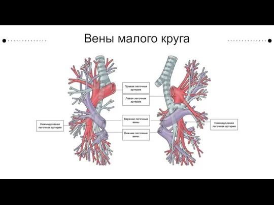 Вены малого круга кровообращения