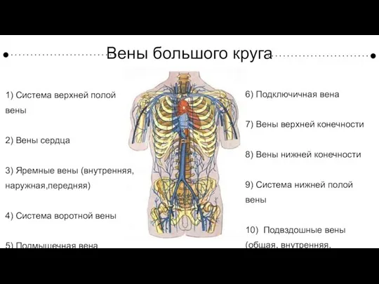 Вены большого круга кровообращения 1) Система верхней полой вены 2) Вены сердца