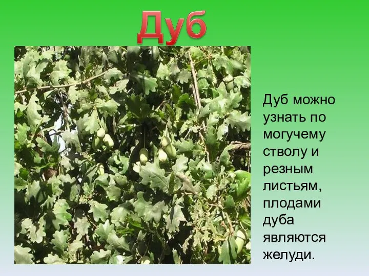 Дуб можно узнать по могучему стволу и резным листьям, плодами дуба являются желуди.