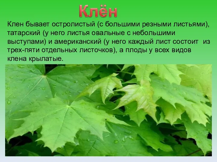 Клен бывает остролистый (с большими резными листьями), татарский (у него листья овальные