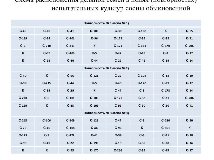 Схема расположения делянок семей в полях (повторностях) испытательных культур сосны обыкновенной