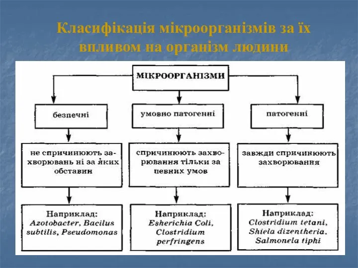 Класифікація мікроорганізмів за їх впливом на організм людини