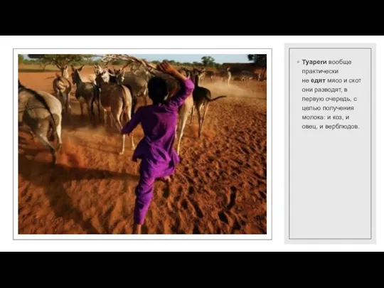 Туареги вообще практически не едят мясо и скот они разводят, в первую