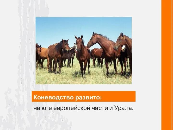 Коневодство развито: на юге европейской части и Урала.