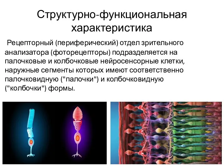 Структурно-функциональная характеристика Рецепторный (периферический) отдел зрительного анализатора (фоторецепторы) подразделяется на палочковые и