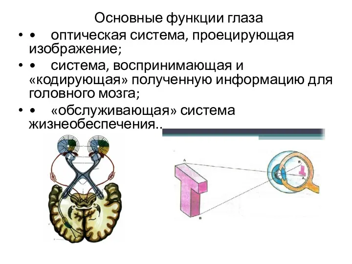 Основные функции глаза • оптическая система, проецирующая изображение; • система, воспринимающая и