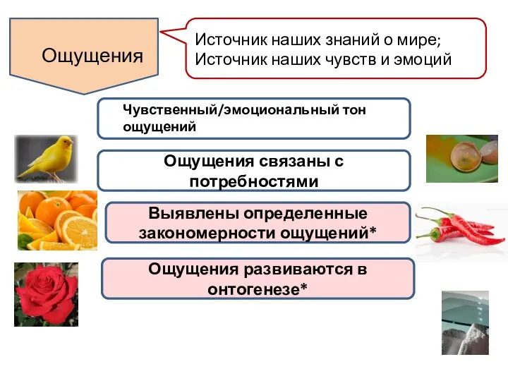 Ощущения Источник наших знаний о мире; Источник наших чувств и эмоций Чувственный/эмоциональный