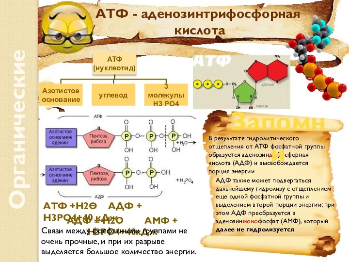 Органические вещества АТФ - аденозинтрифосфорная кислота АТФ +Н2О АДФ + Н3РО4+40 кДж