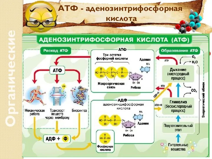 Органические вещества АТФ - аденозинтрифосфорная кислота