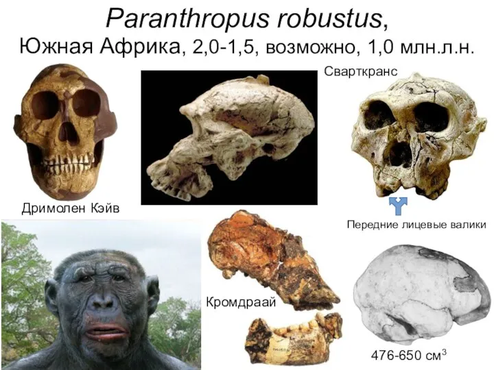 Paranthropus robustus, Южная Африка, 2,0-1,5, возможно, 1,0 млн.л.н. Дримолен Кэйв 476-650 см3