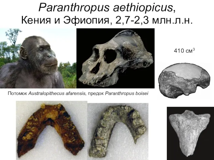 Paranthropus aethiopicus, Кения и Эфиопия, 2,7-2,3 млн.л.н. 410 см3 Потомок Australopithecus afarensis, предок Paranthropus boisei