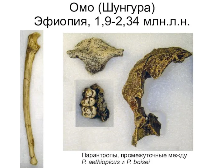 Омо (Шунгура) Эфиопия, 1,9-2,34 млн.л.н. Парантропы, промежуточные между P. aethiopicus и P. boisei