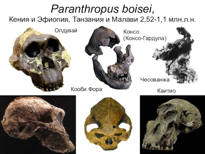 Олдувай Кооби Фора Каитио Консо (Консо-Гардула) Чесованжа Paranthropus boisei, Кения и Эфиопия,