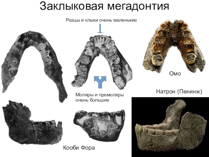 Натрон (Пенинж) Омо Кооби Фора Резцы и клыки очень маленькие Моляры и