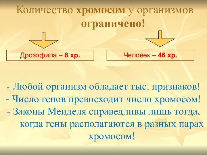 Количество хромосом у организмов ограничено! Дрозофила – 8 хр. Человек – 46