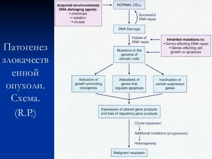 Патогенез злокачественной опухоли. Схема. (R.P.)