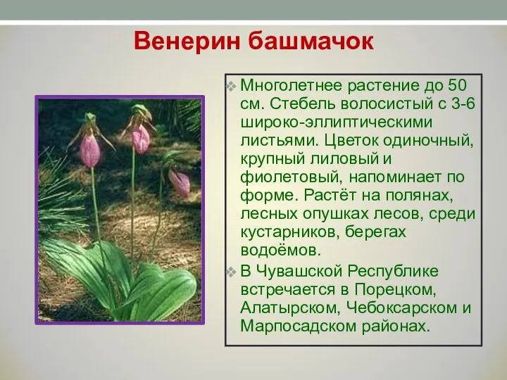 Венерин башмачок Многолетнее растение до 50 см. Стебель волосистый с 3-6 широко-эллиптическими
