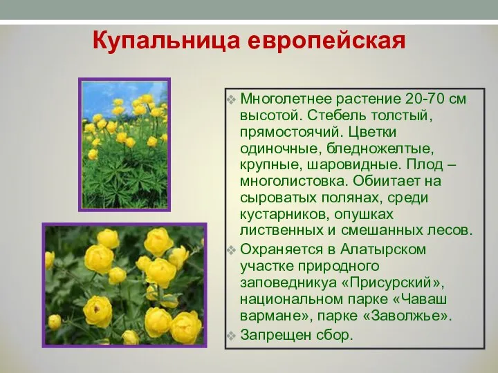 Купальница европейская Многолетнее растение 20-70 см высотой. Стебель толстый, прямостоячий. Цветки одиночные,