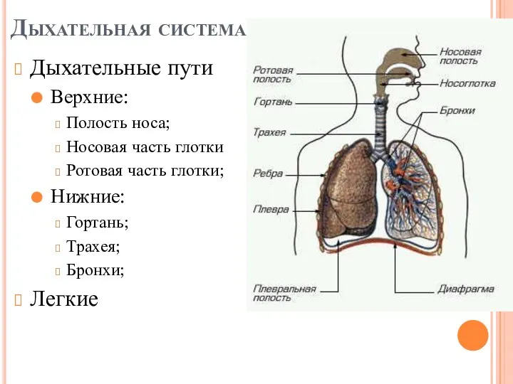 Дыхательная система Дыхательные пути Верхние: Полость носа; Носовая часть глотки Ротовая часть
