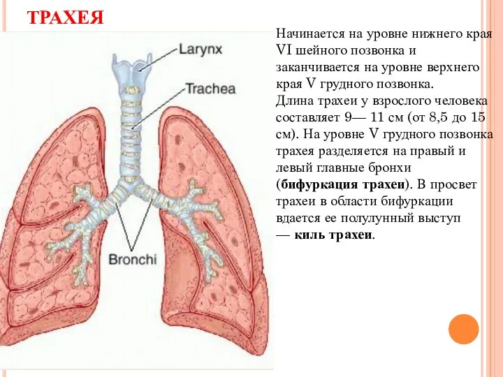 ТРАХЕЯ Начинается на уровне нижнего края VI шейного позвонка и заканчивается на