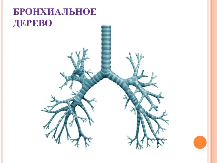 БРОНХИАЛЬНОЕ ДЕРЕВО