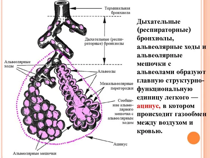 Дыхательные (респираторные) бронхиолы, альвеолярные ходы и альвеолярные мешочки с альвеолами образуют главную