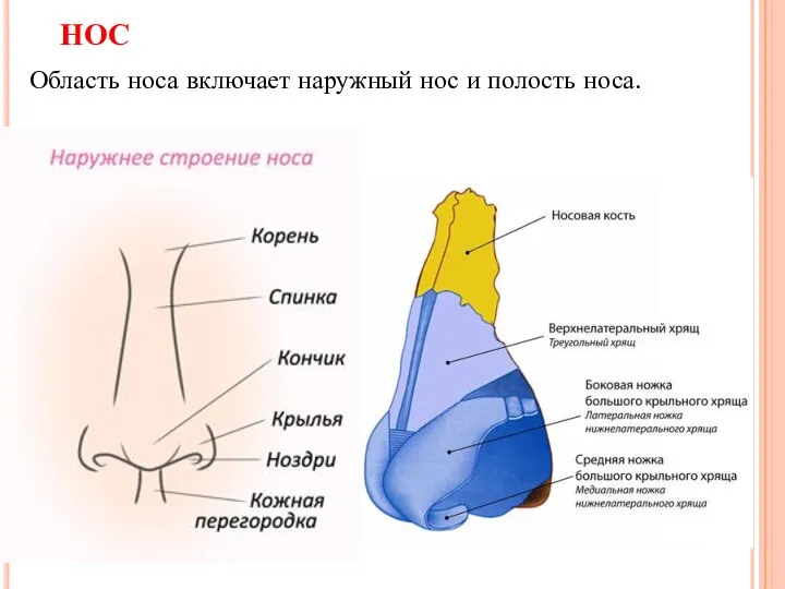 НОС Область носа включает наружный нос и полость носа.